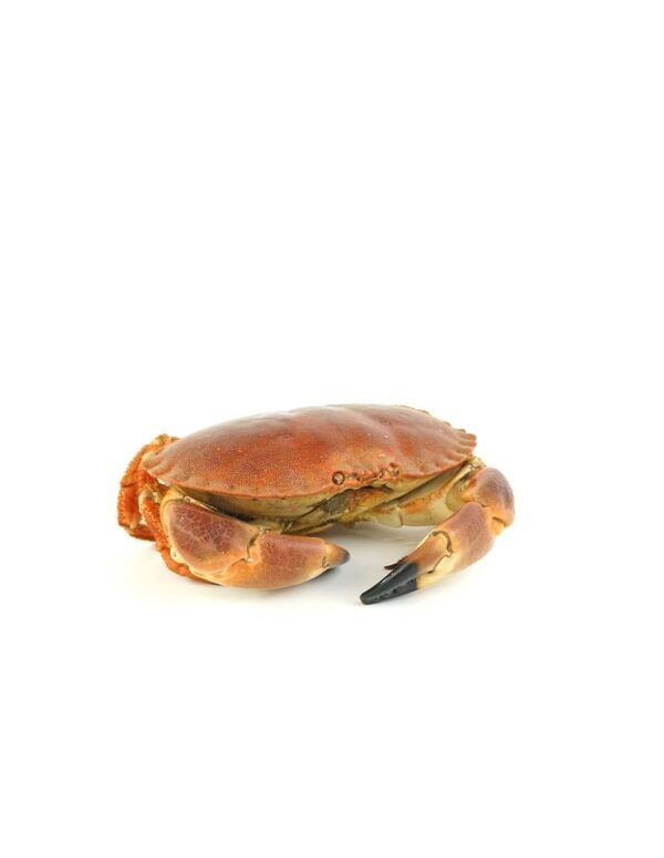 Buey de mar cocido