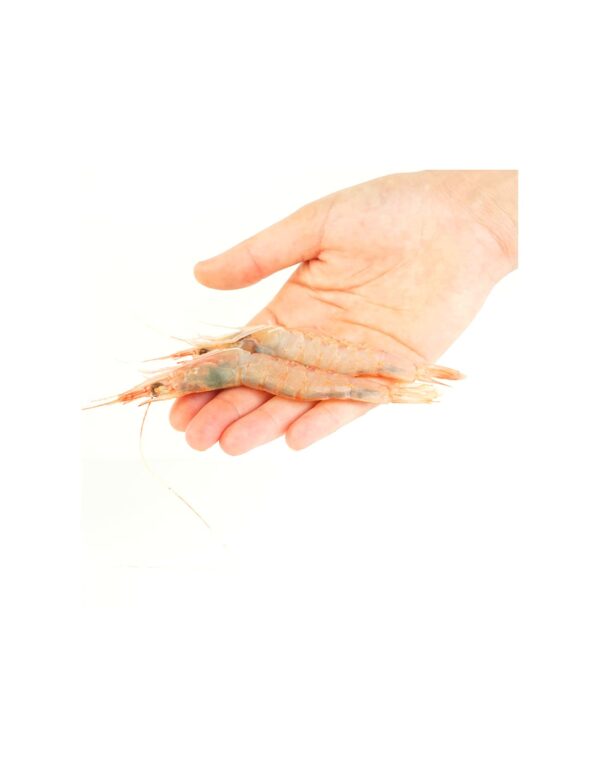 Gamba blanca de Huelva