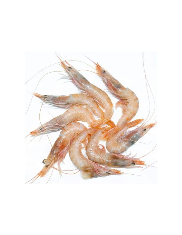 Gamba CHIGUATA - Imagen 3