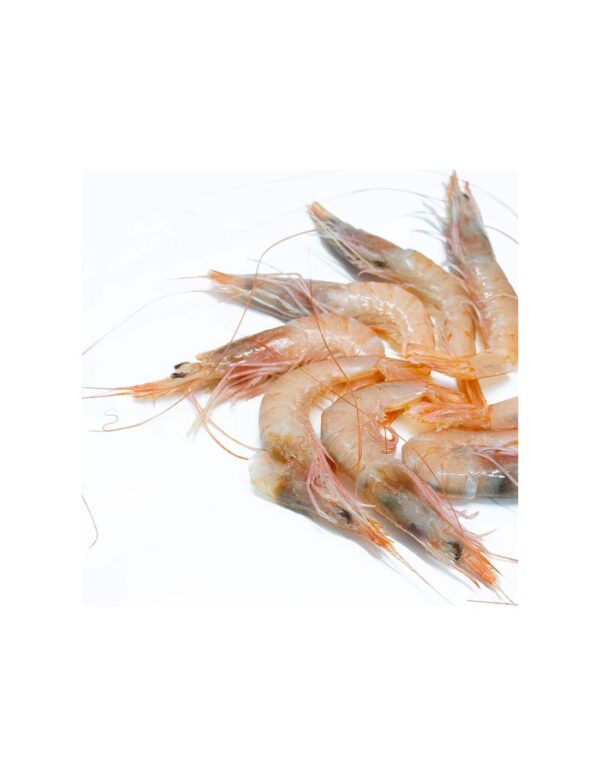 Gamba CHIGUATA