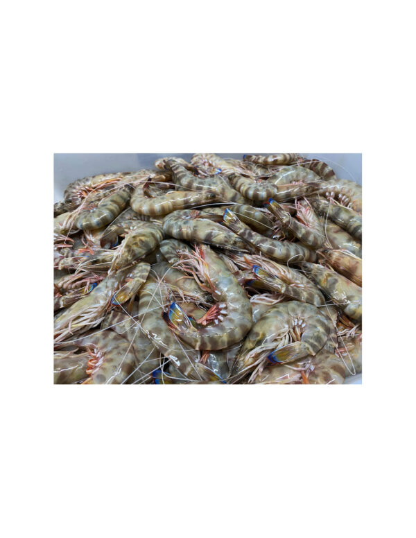 Langostinos de Sanlúcar CHIGUATOS