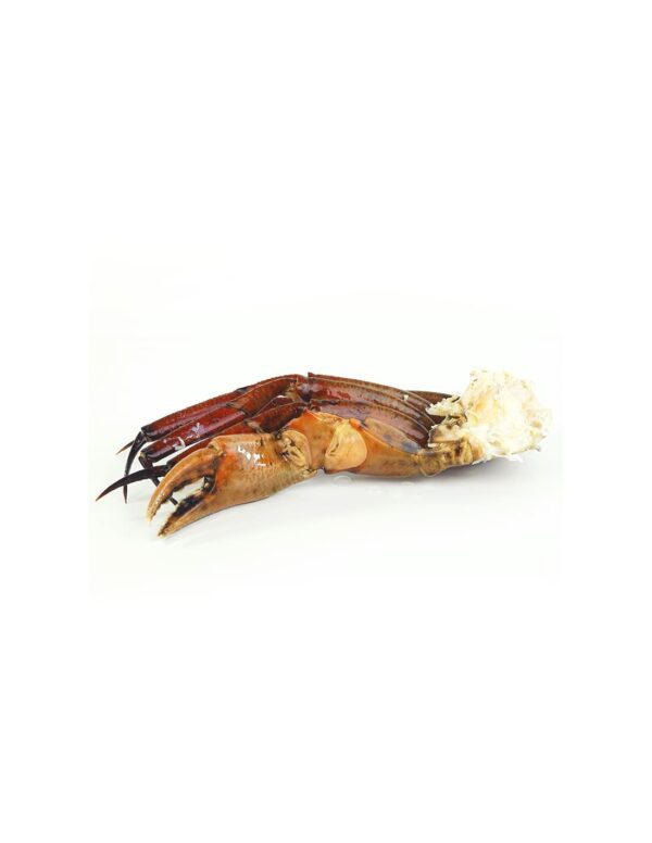 Patas con boca extra grande