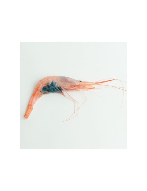 Quisquillas - Imagen 2